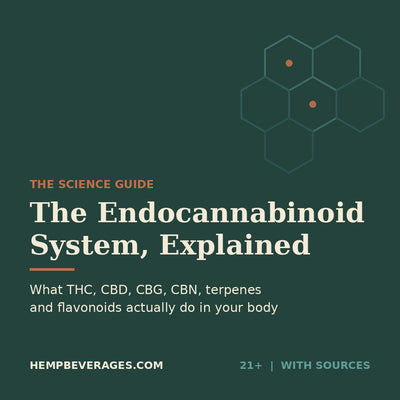 The Endocannabinoid System Explained: What THC, CBD, CBG, CBN, Terpenes and Flavonoids Do (2026)